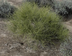 Ephedra aspera