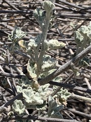 Malacothamnus hallii