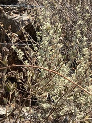 Malacothamnus hallii