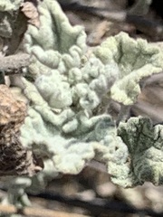 Malacothamnus hallii