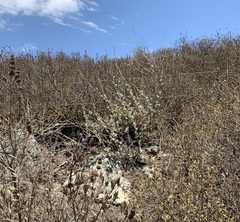 Malacothamnus hallii