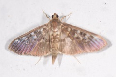Phostria cyrisalis
