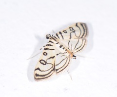 Conchylodes ovulalis