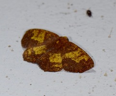Periclina merana