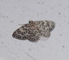 Hymenomima umbelularia