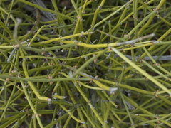 Ephedra aspera