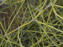 Ephedra aspera