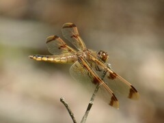 Libellula semifasciata