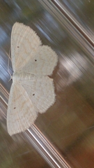 Scopula immutata