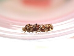 Tingena eumenopa