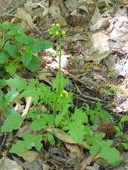 Youngia thunbergiana