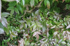 Dolichandrone spathacea