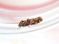 Tingena eumenopa