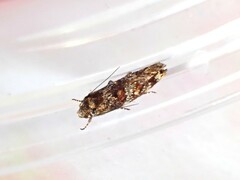 Tingena eumenopa