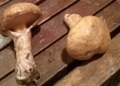 Suillus acidus