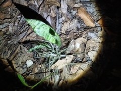 Sansevieria trifasciata