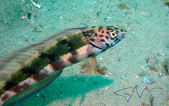 Eupetrichthys angustipes