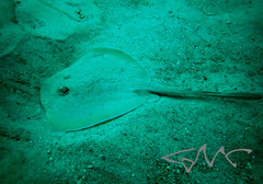 Trygonoptera testacea