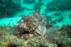 Scorpaena jacksoniensis