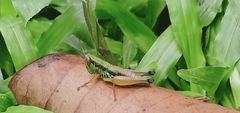 Caryanda spuria