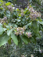 Gmelina leichhardtii