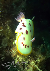 Goniobranchus splendidus