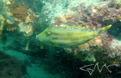 Meuschenia trachylepis