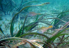 Meuschenia trachylepis