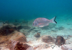 Acanthopagrus australis