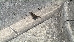 Passer montanus saturatus