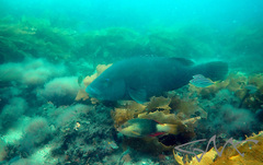 Notolabrus gymnogenis