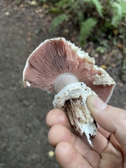 Agaricus hondensis