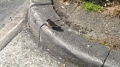 Passer montanus saturatus