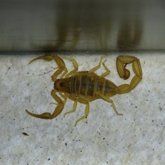 Centruroides testaceus