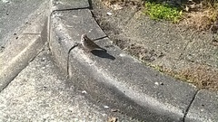 Passer montanus saturatus