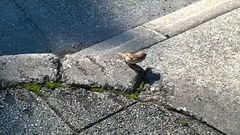 Passer montanus saturatus