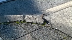 Passer montanus saturatus