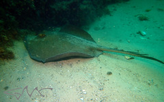 Trygonoptera testacea