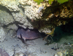 Brachaelurus waddi