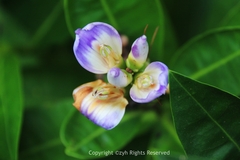 Acanthus ilicifolius