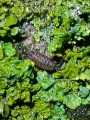 Porcellionides cingendus