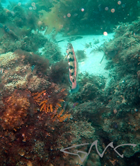 Eupetrichthys angustipes