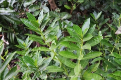 Acanthus ilicifolius
