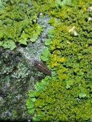 Porcellionides cingendus