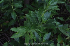 Acanthus ilicifolius