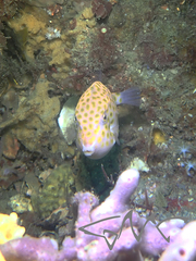 Anoplocapros inermis