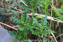 Acanthus ilicifolius