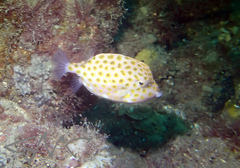 Anoplocapros inermis