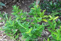 Acanthus ilicifolius