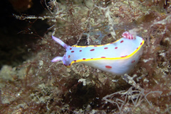 Hypselodoris bennetti
